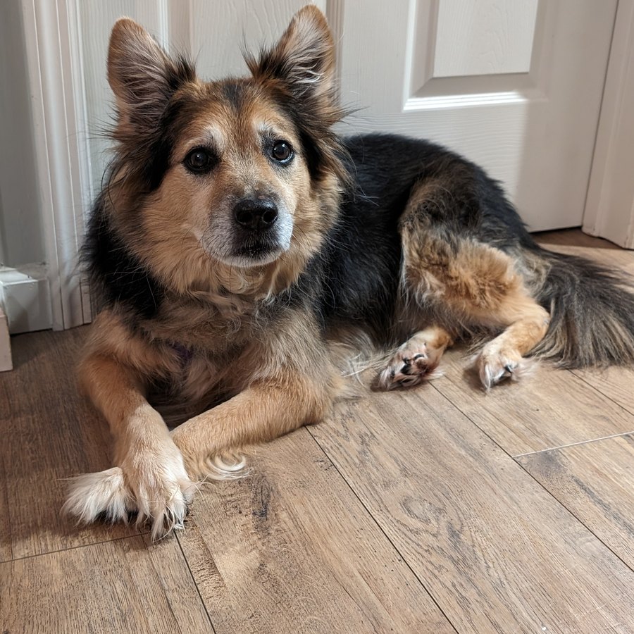 Dakota, the dog Dakota 3D Prints is named after